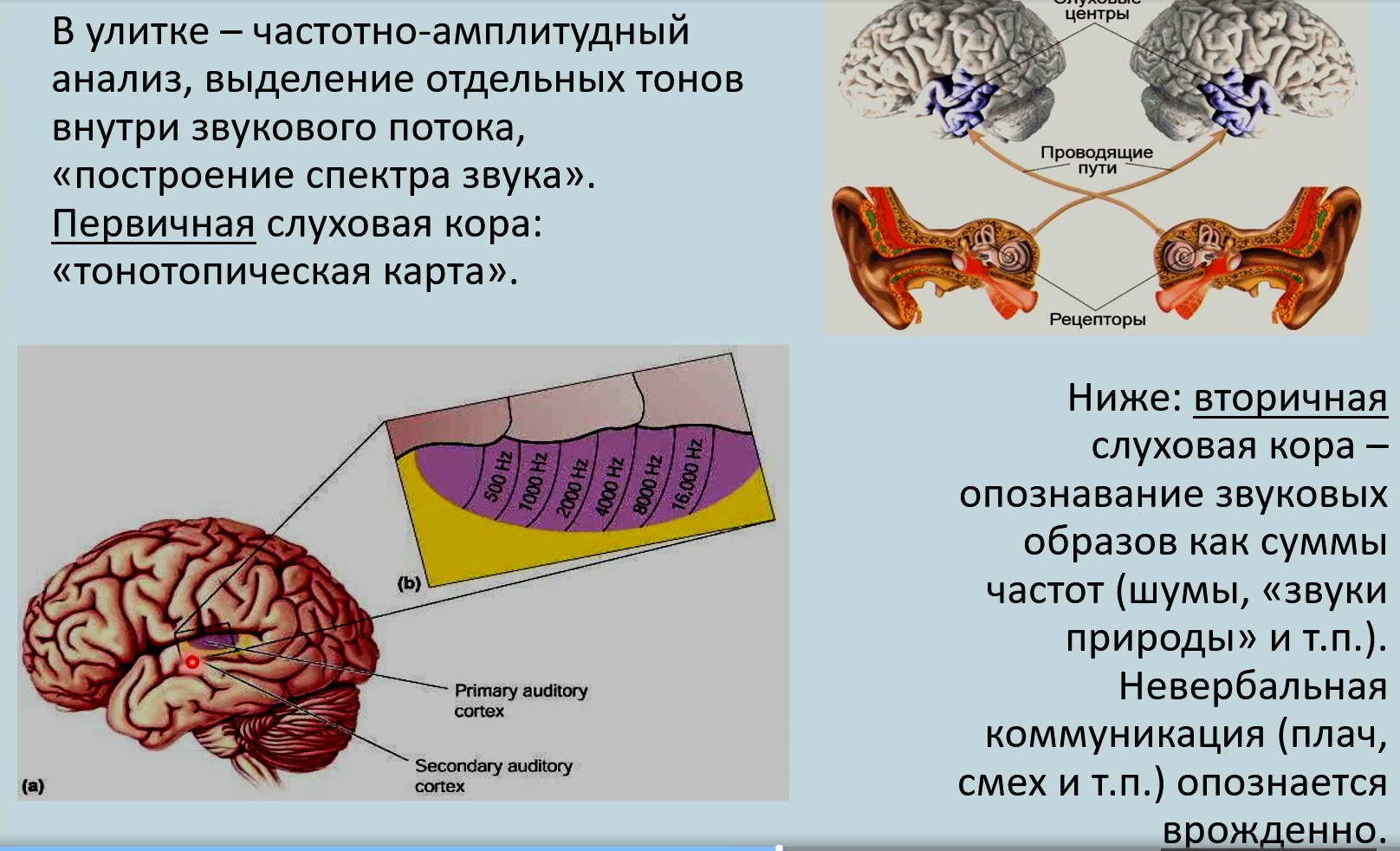 Рамачандран Вилейанур - Мозг рассказывает. Что делает нас людьми