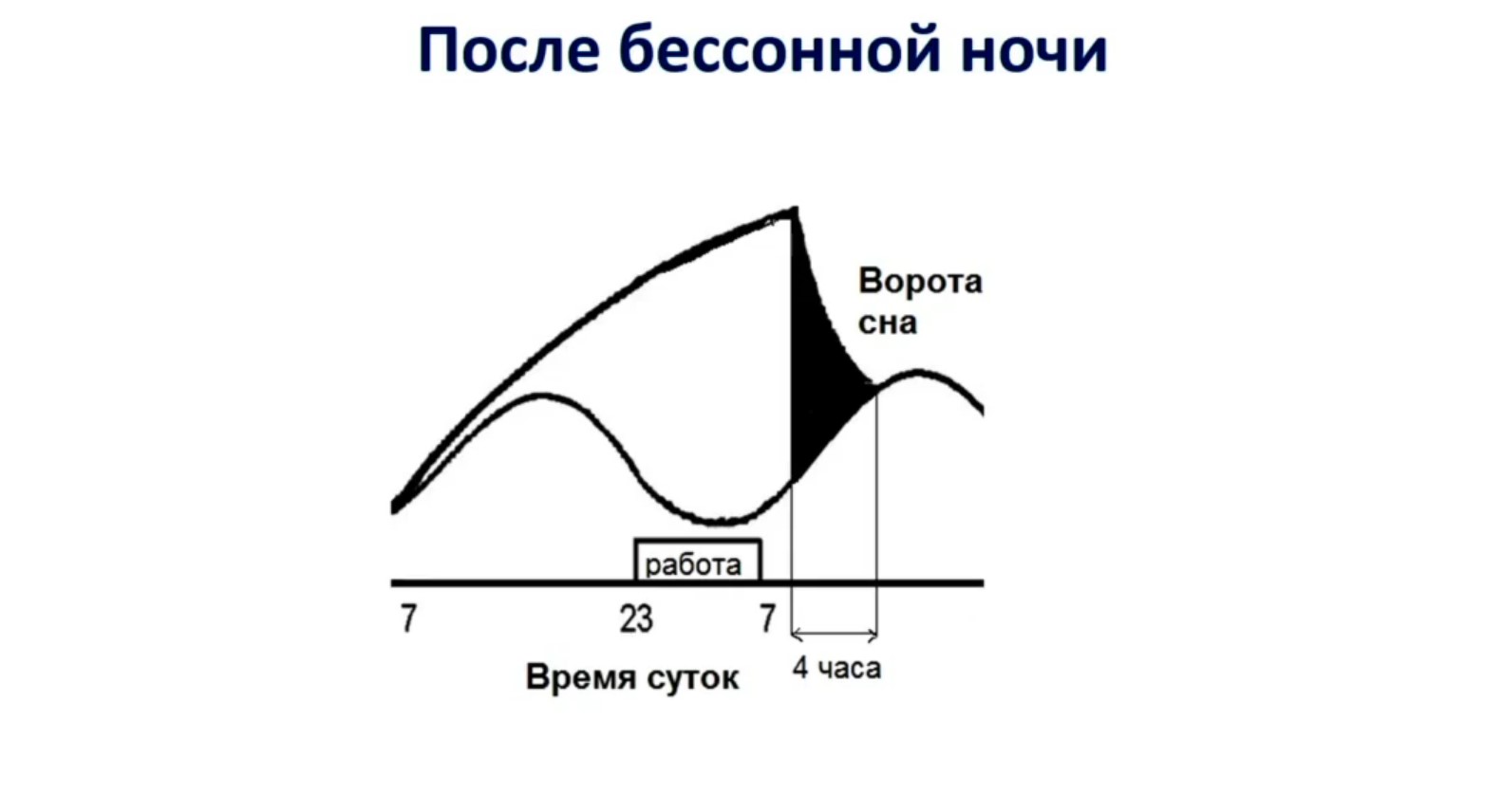 Рассчитать фазу сна